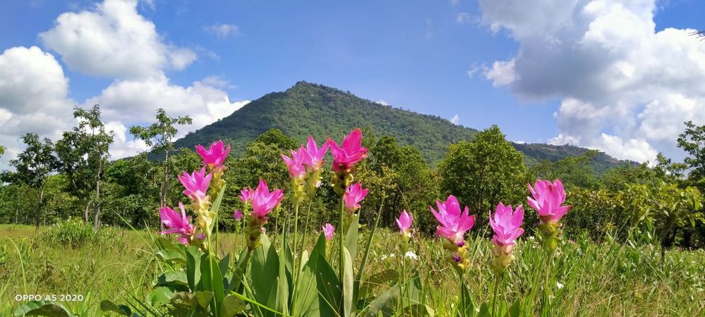 Jelly flower or Thai tulip in Preah Vihear