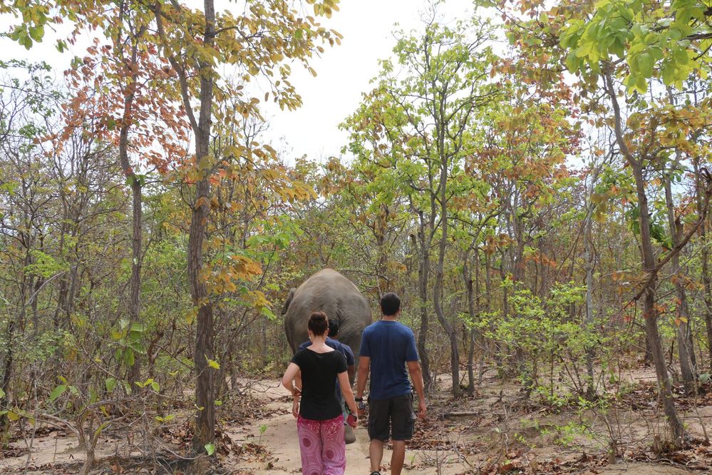 walk with elephants.jpg