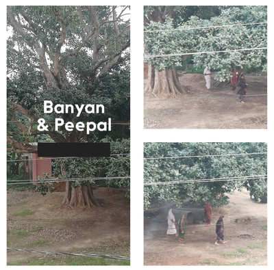 Local Guides Connect - Worship of Banyan & Peepal - Local Guides