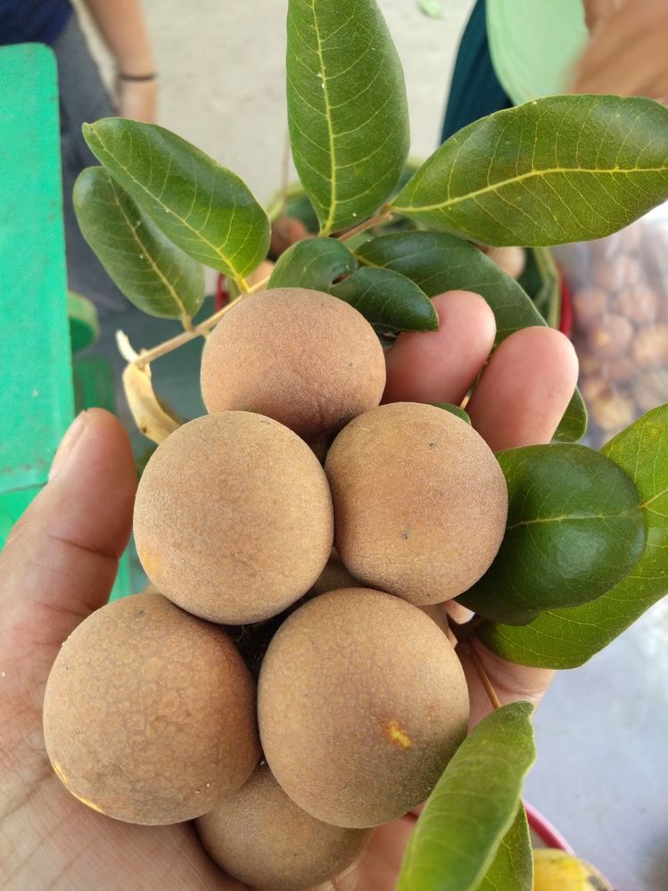 longan.jpg