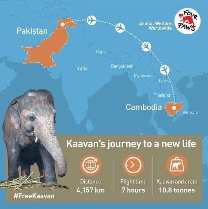 Kaavan journey to Cambodai.jpg