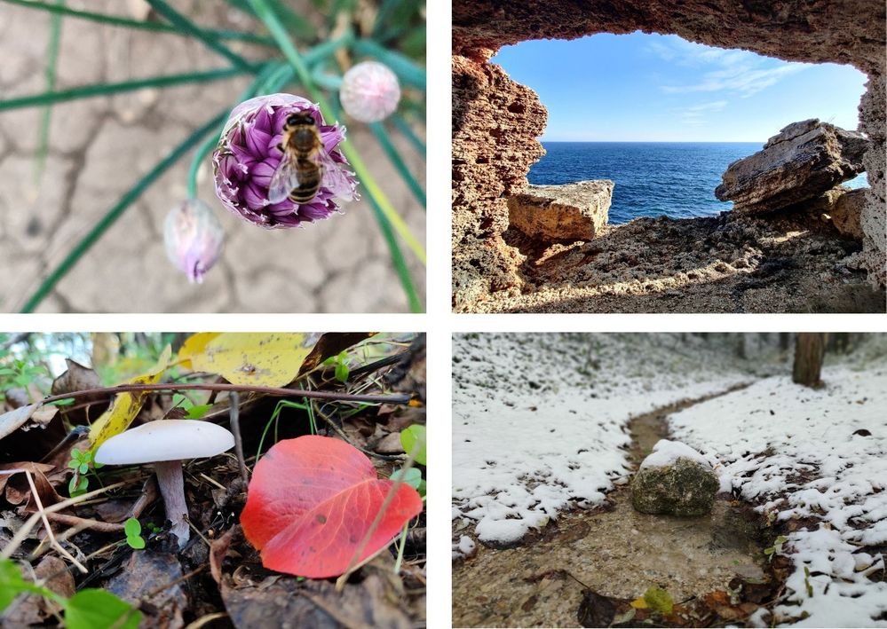 Caption: A collage of four photos depicting the four seasons in nature: a bee on a wild purple flower (top left), a view of the sea between cliffs (top right), a wild white mushroom among fallen autumn leaves (bottom left), and a trail in a snow-covered forest (bottom right). (Local Guide @TsekoV)