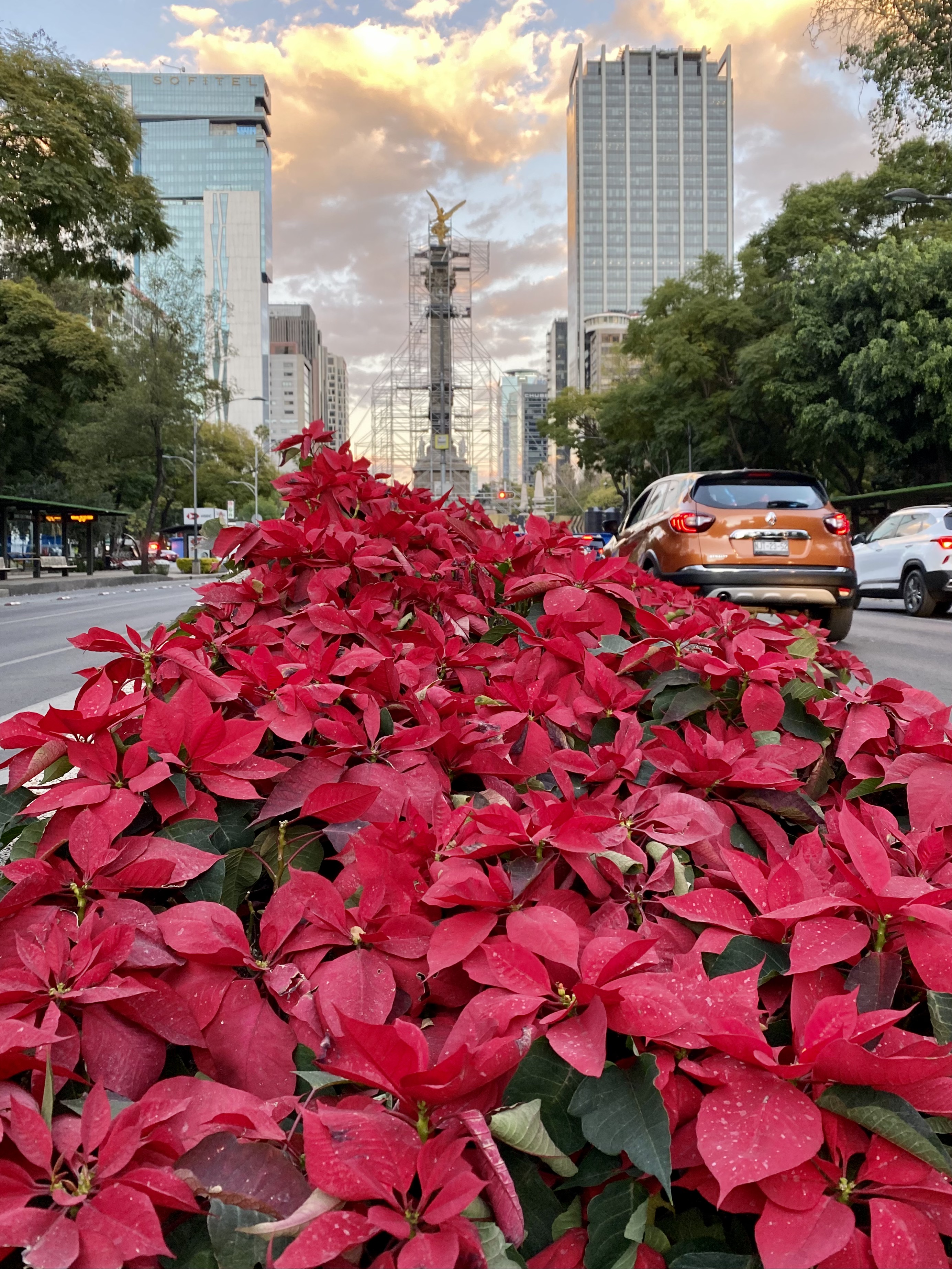 Local Guides Connect - Mexico festooned with Flor de Nochebuena / Red  Poi... - Local Guides Connect