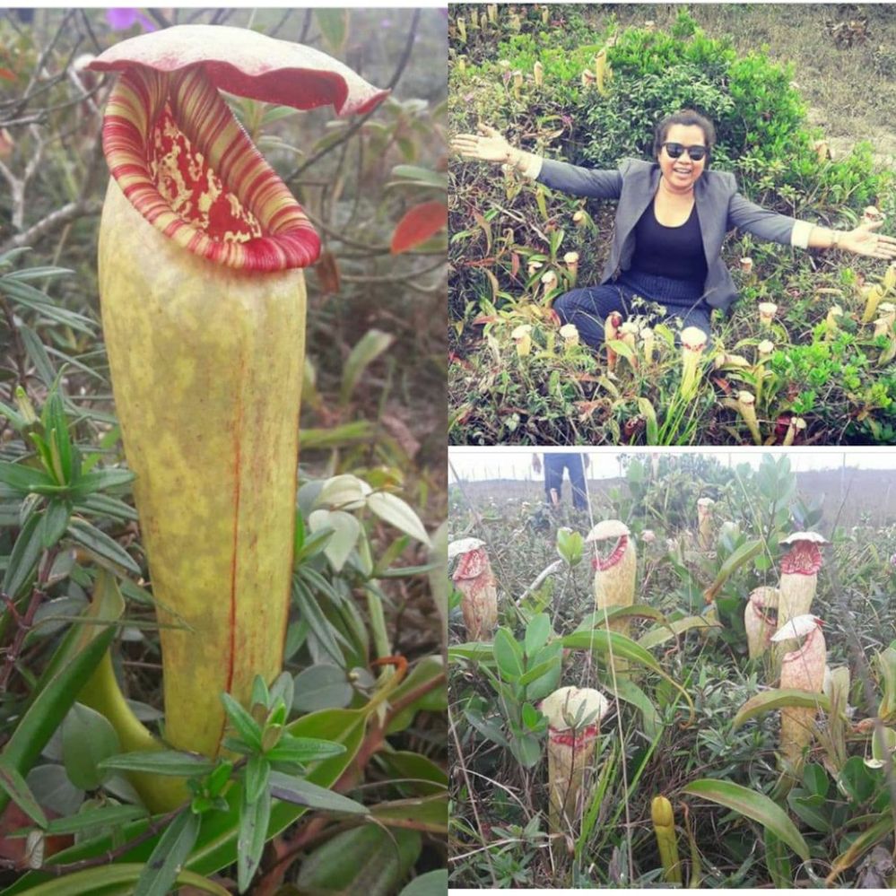 Local Guides Connect Have You Ever Seen Tropical Pitcher Plant Local Guides Connect