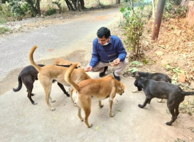 how can we help street dogs