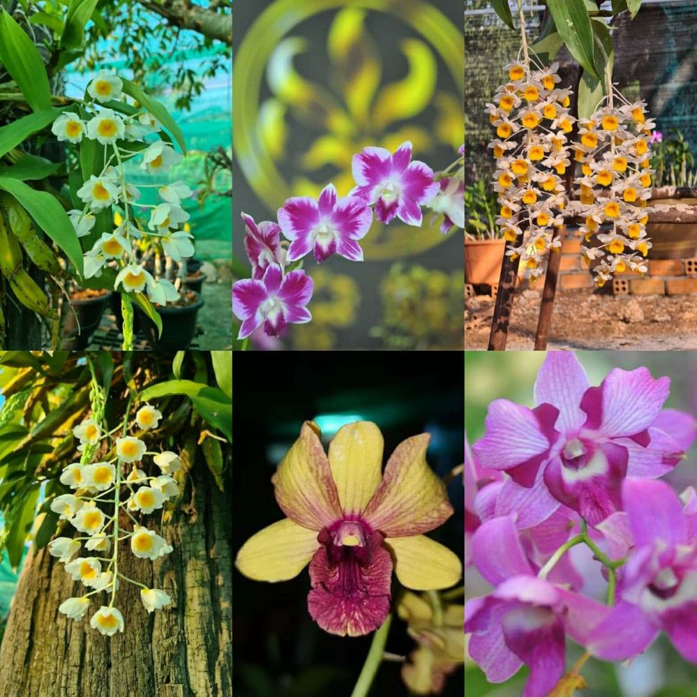 Cambodian orchid1.jpg