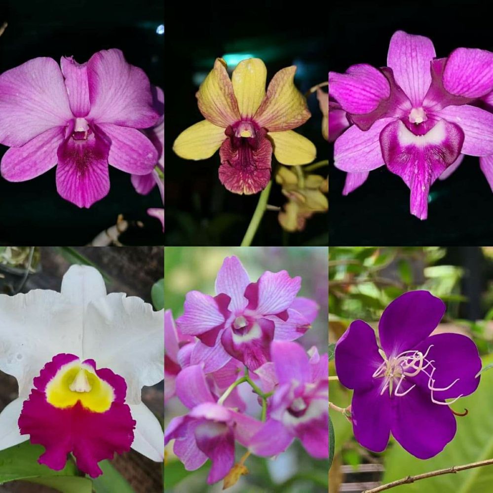 Cambodian orchid.jpg