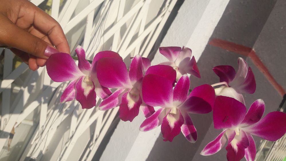 Orchid at home.jpg