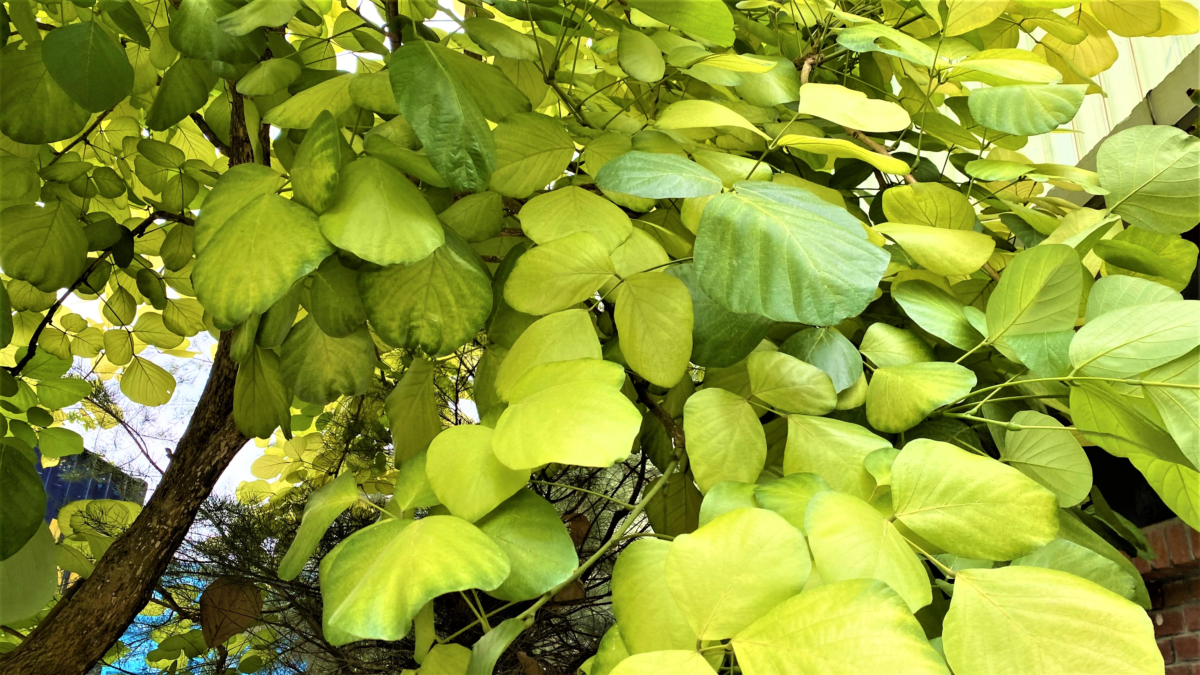 Allure To The Dazzling Green Leaves Of Butea Monos Local Guides Connect Local Guides Connect