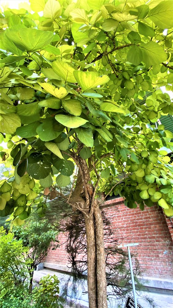 Local Guides Connect Allure To The Dazzling Green Leaves Of Butea Monos Local Guides Connect