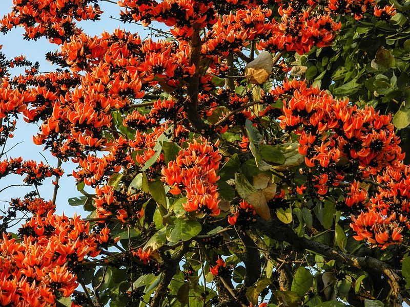 Local Guides Connect Allure To The Dazzling Green Leaves Of Butea Monos Local Guides Connect