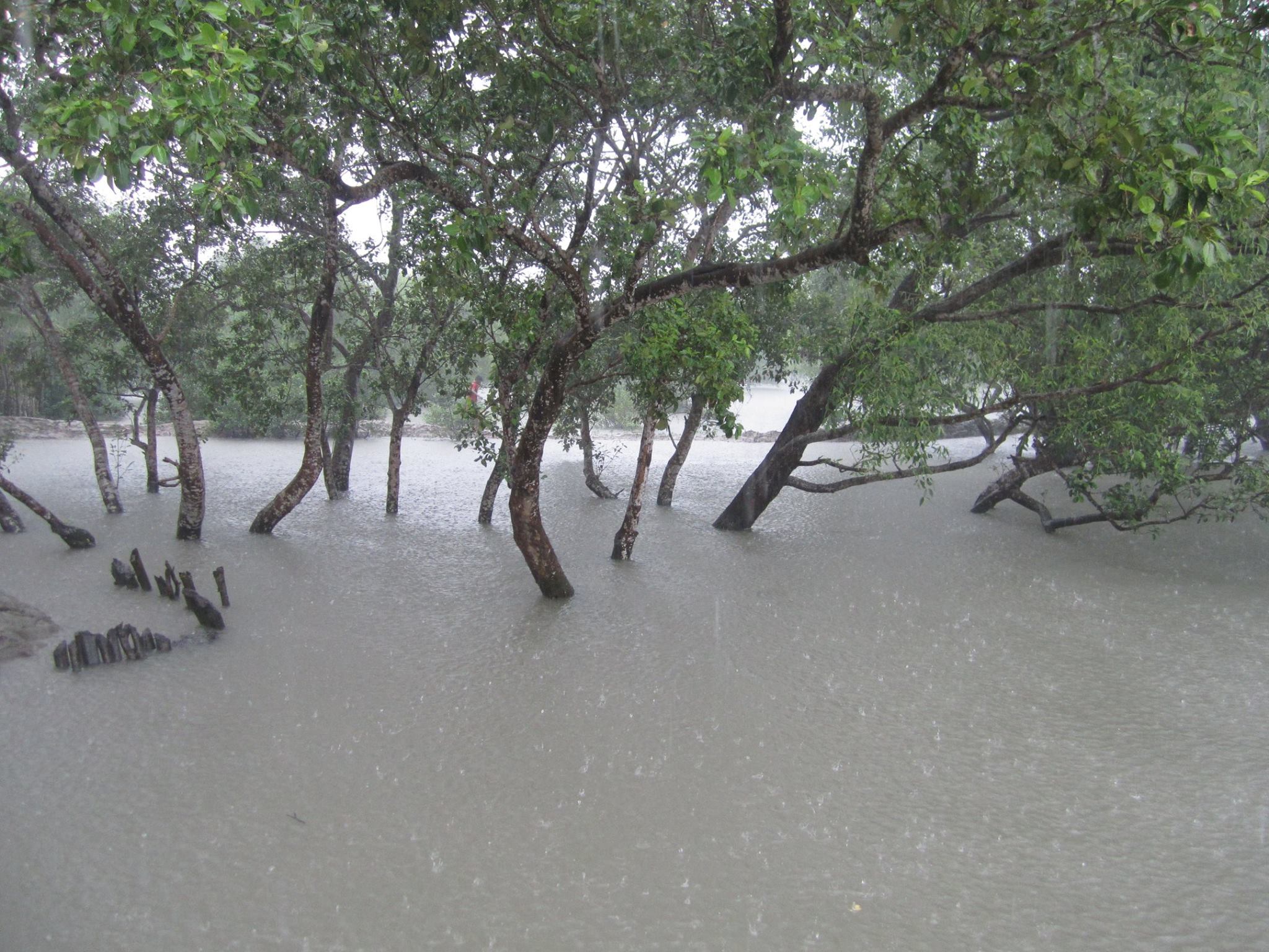 Local Guides Connect Beautiful Rainy season in Bangladesh Page 2