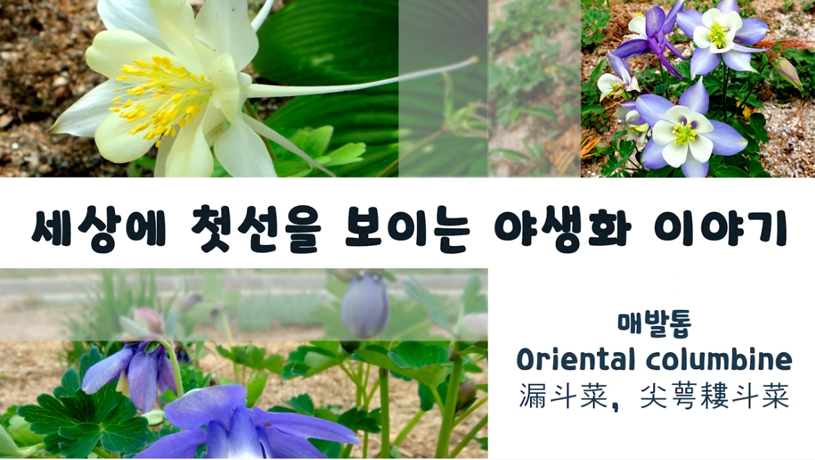 
	Local Guides Connect - 꽃의 모양이 매의 발톱과 비슷하게 생겼다 하여 붙여진 매발톱 - Local Guides Connect
