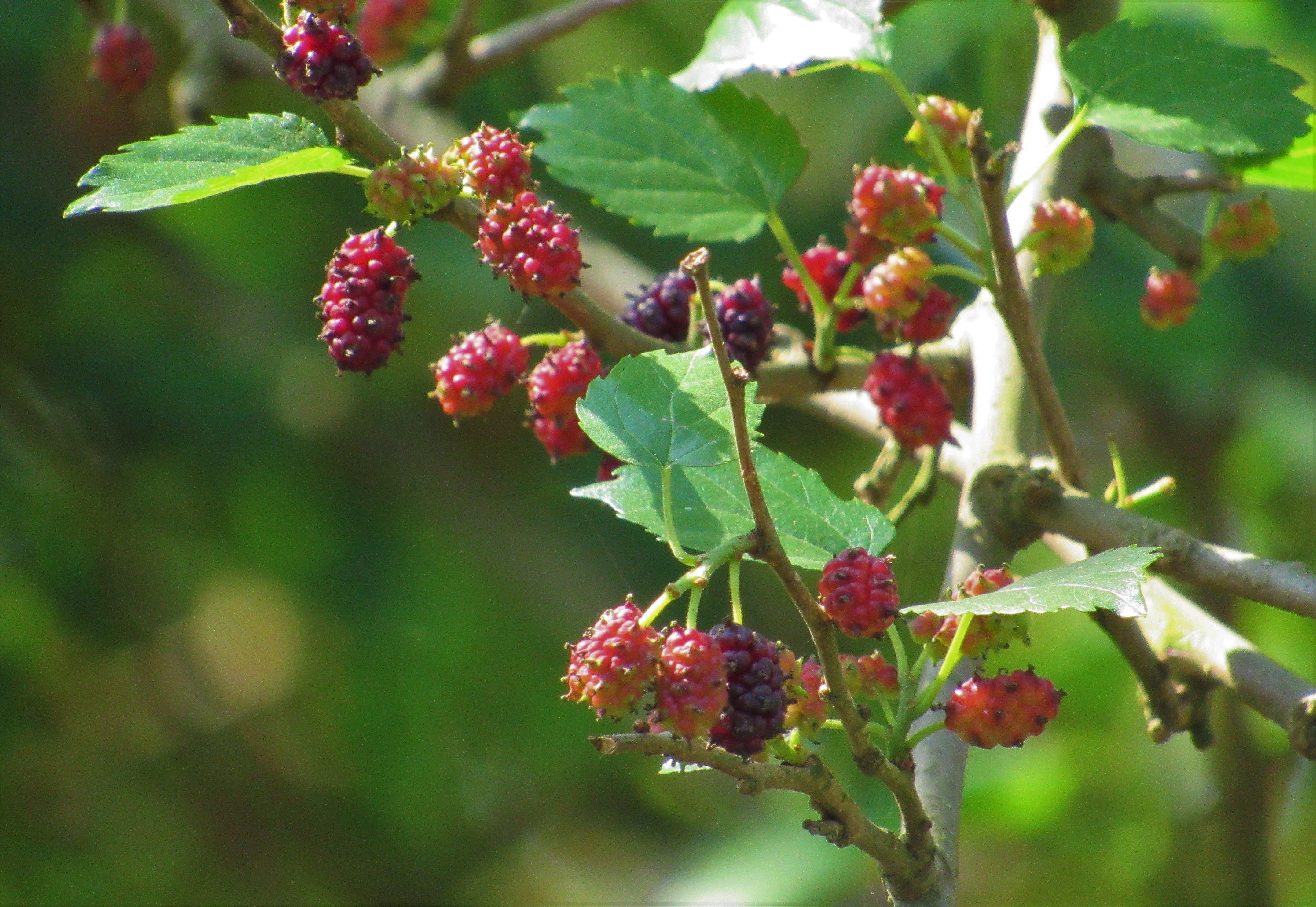 Local Guides Connect - Now Ripen Mulberry in Nepalese Terai, Rupandehi ...