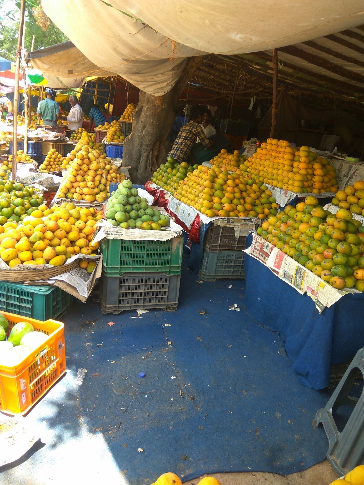 Local Guides Connect Mango Mela at the Bangalore Palace Grounds