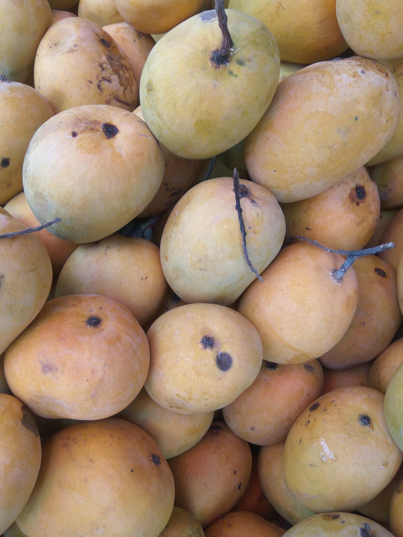 Local Guides Connect Mango Mela at the Bangalore Palace Grounds