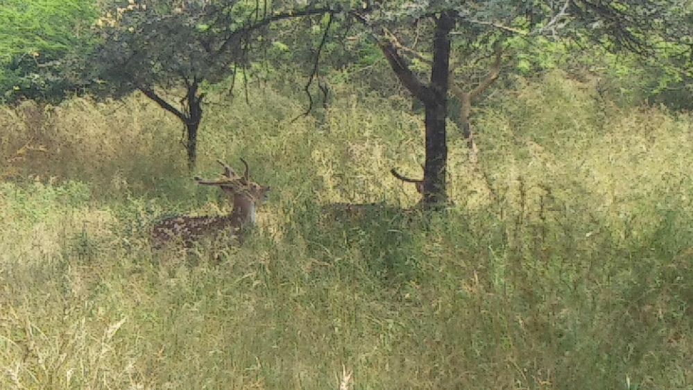 devaliya gir safari