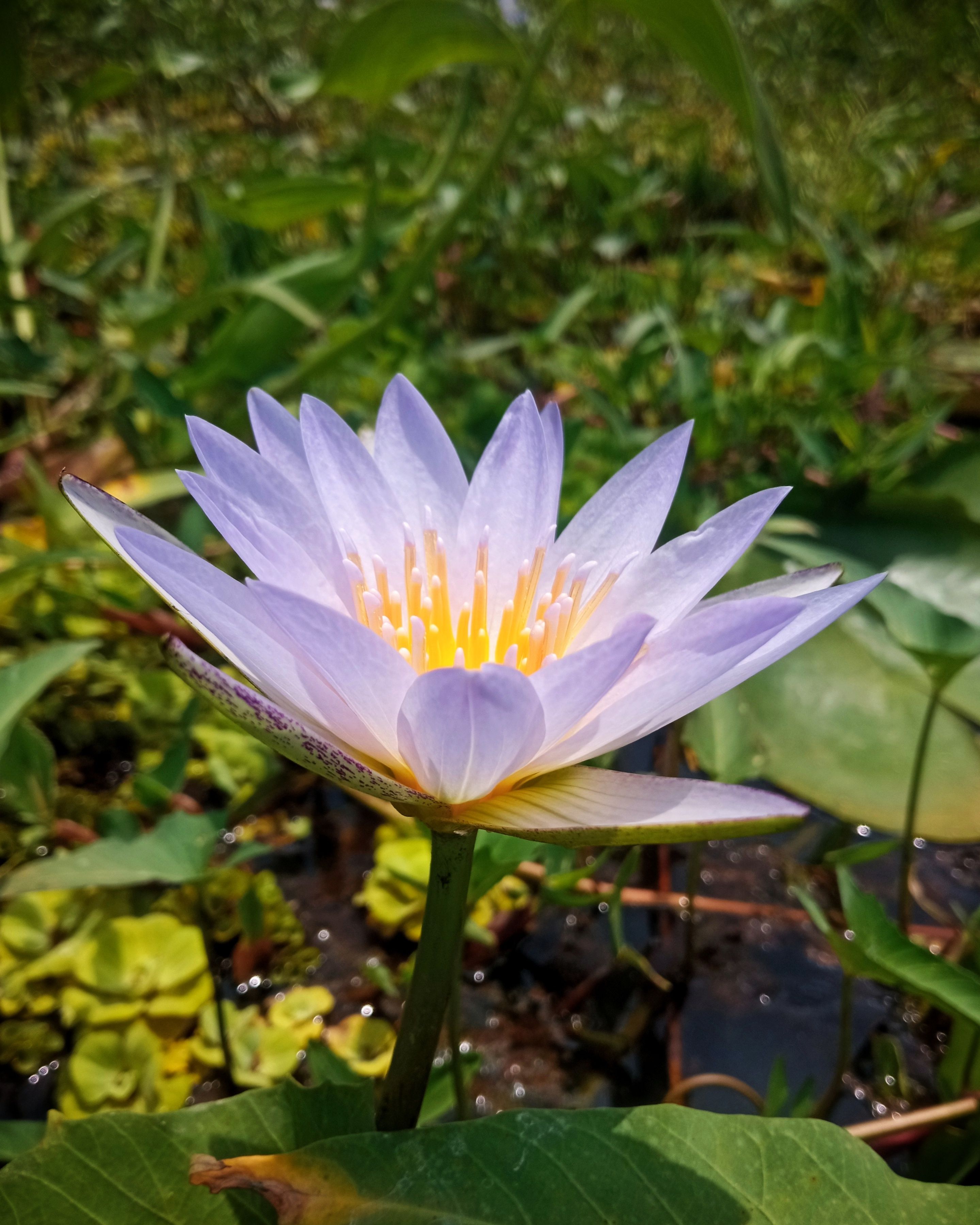 local-guides-connect-water-lily-shapla-national-flower-of