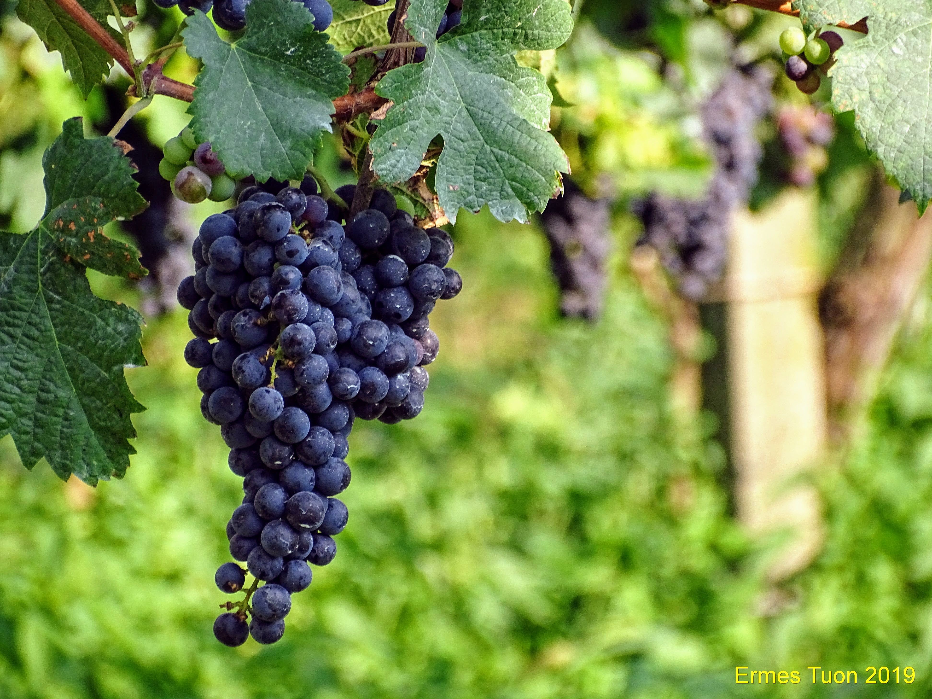 California green seedless grapes outperforming reds