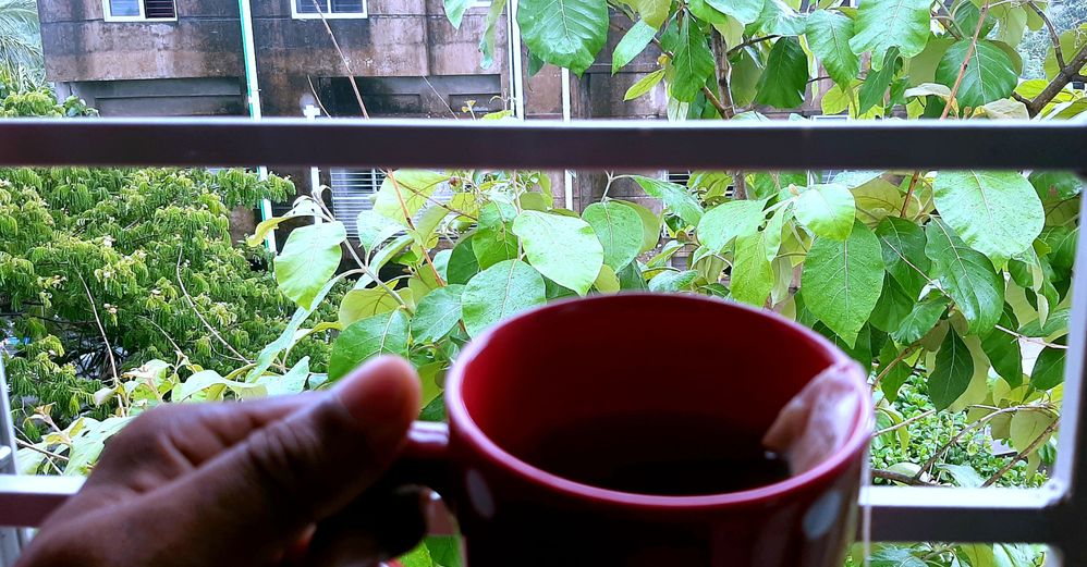 Local Guides Connect A Rainy Day And A Cup Of Green Tea From My Ho Local Guides Connect