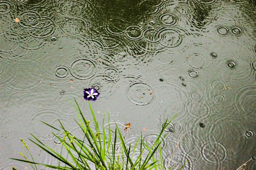 zoianastasopoyloy-raindrops.jpg