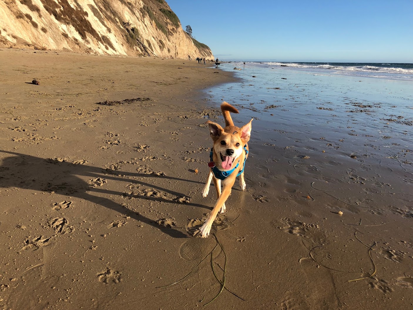 Local Guides Connect - How to take photos of pet-friendly places