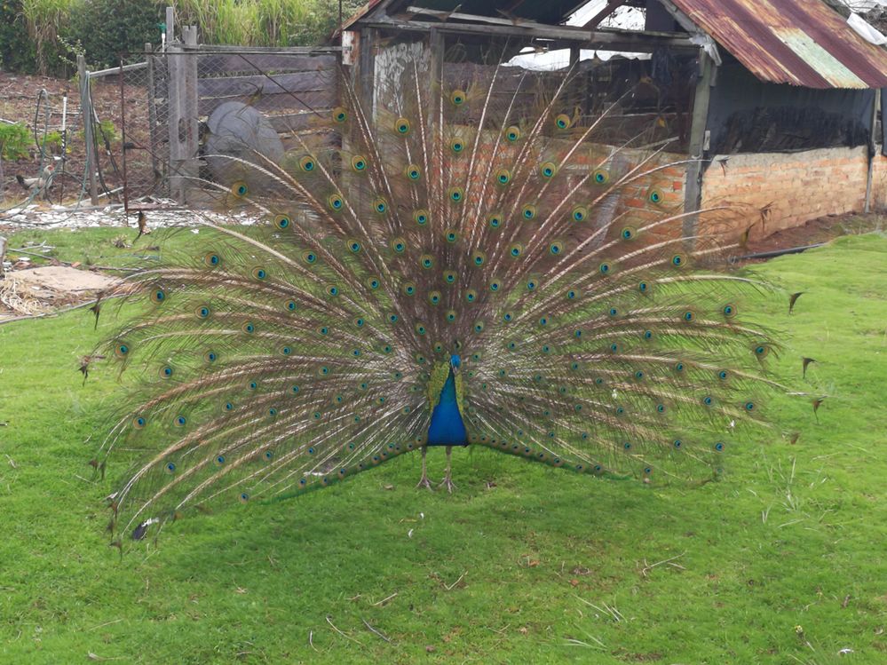 peacock in Tunja