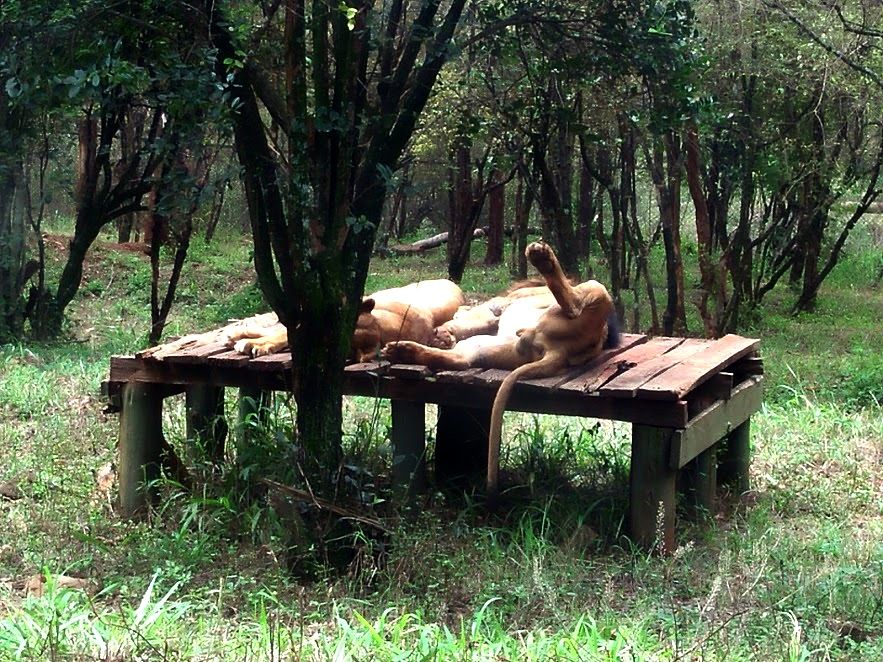 Lions of Nairobi National park leisurely resting