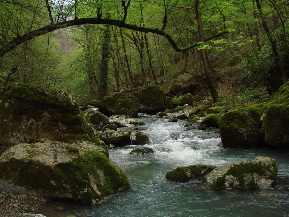 Hircani Forests