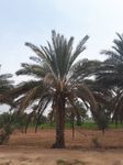 Palm , Abadan City