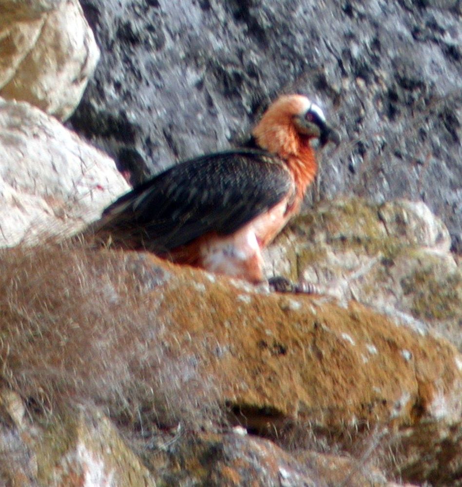Local Guides Connect Lammergier Bearded Vulture Local Guides Connect