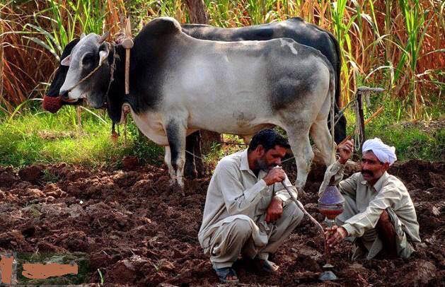 village life punjab