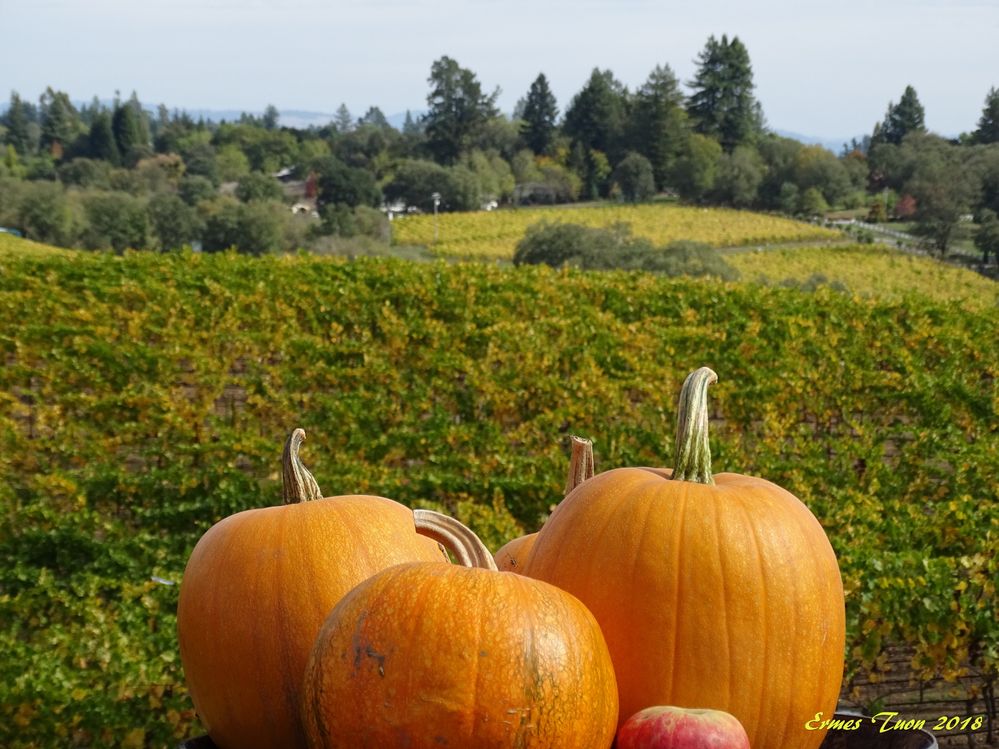 Caption - Pumpkins with the vineyard on the background at Iron Horse