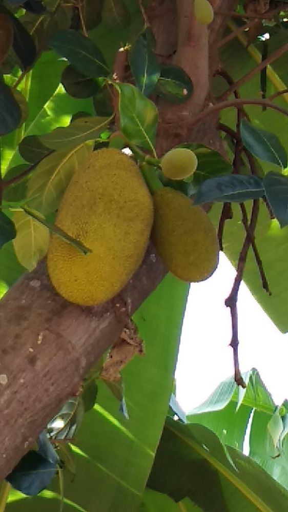 Caption: A photo of Jackfruit in Thailand (Local Guide @Aruni)
