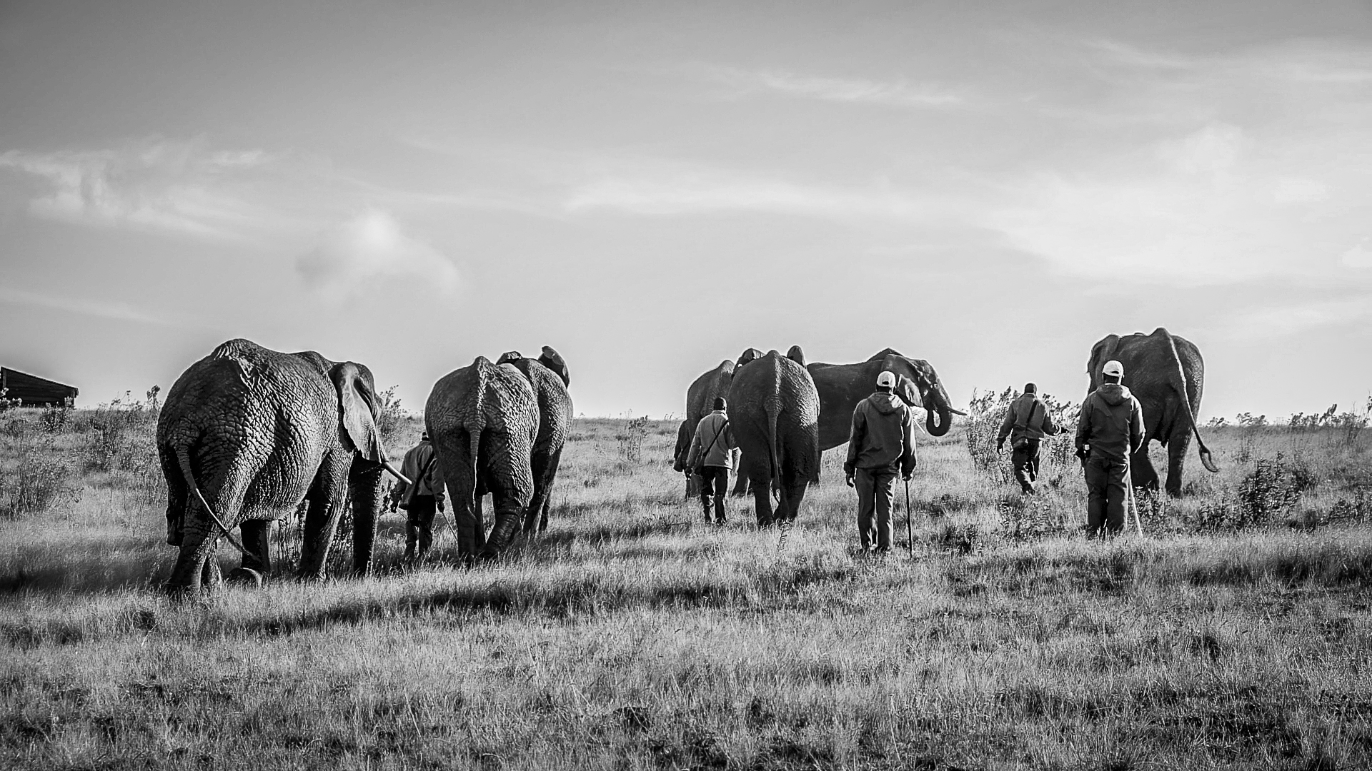 Local Guides Connect - Walking with Giants South Africa - Local Guides