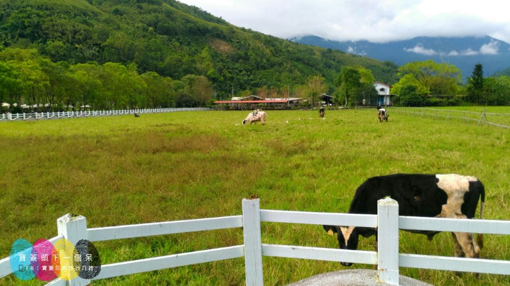 適合牛的生活環境-青青草原