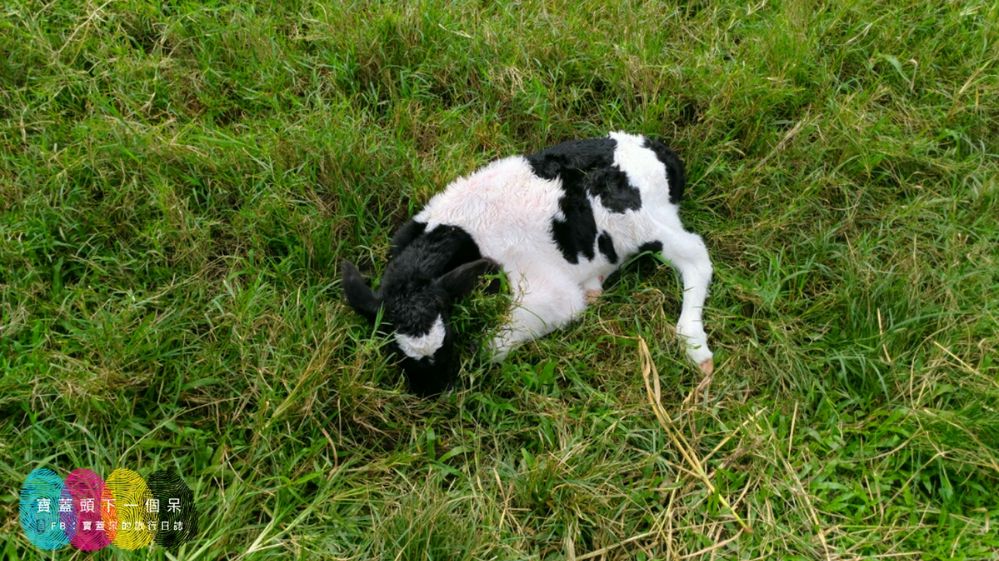 剛出生的可愛小牛