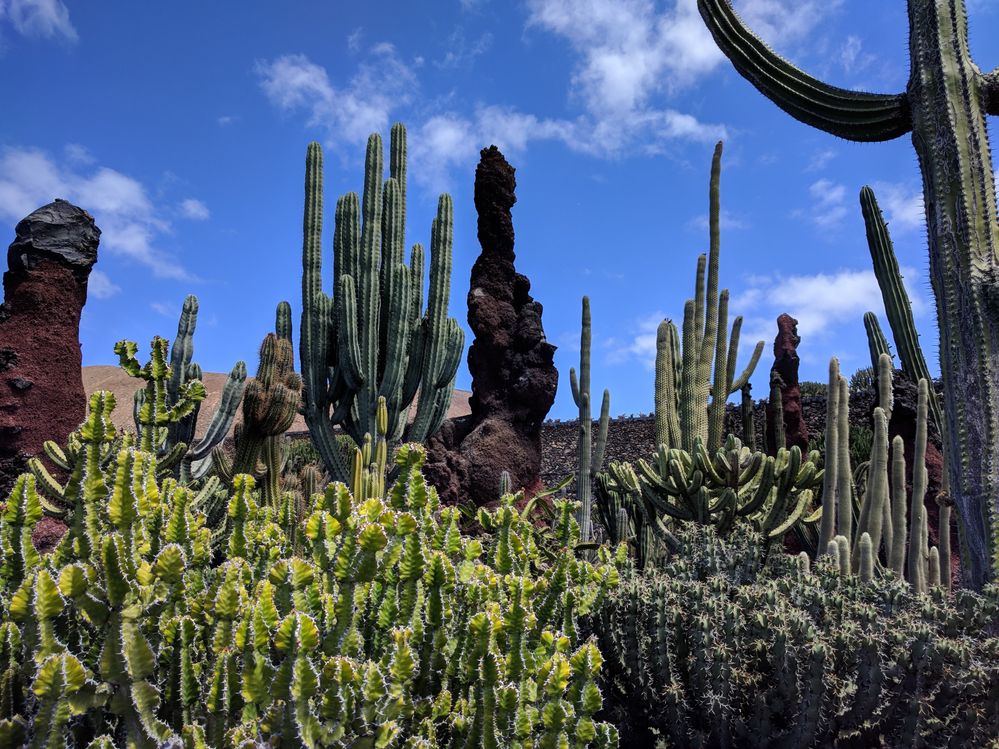 Caption: A photo of various cactuses in the Cactus Garden in Lanzarote, Canary Islands. (Local Guide @MoniDi)