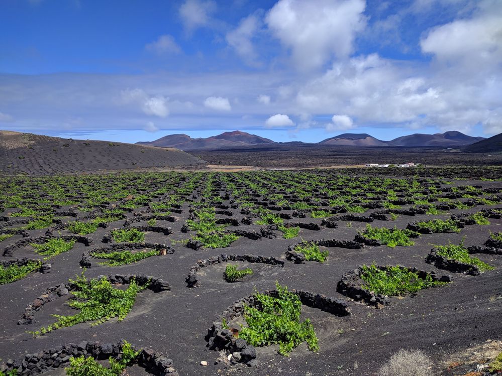 Caption: A photo of a black soil field with grape vines protected by low semicircular stone walls at La Geria, Lanzarote. (Local Guide @MoniDi)