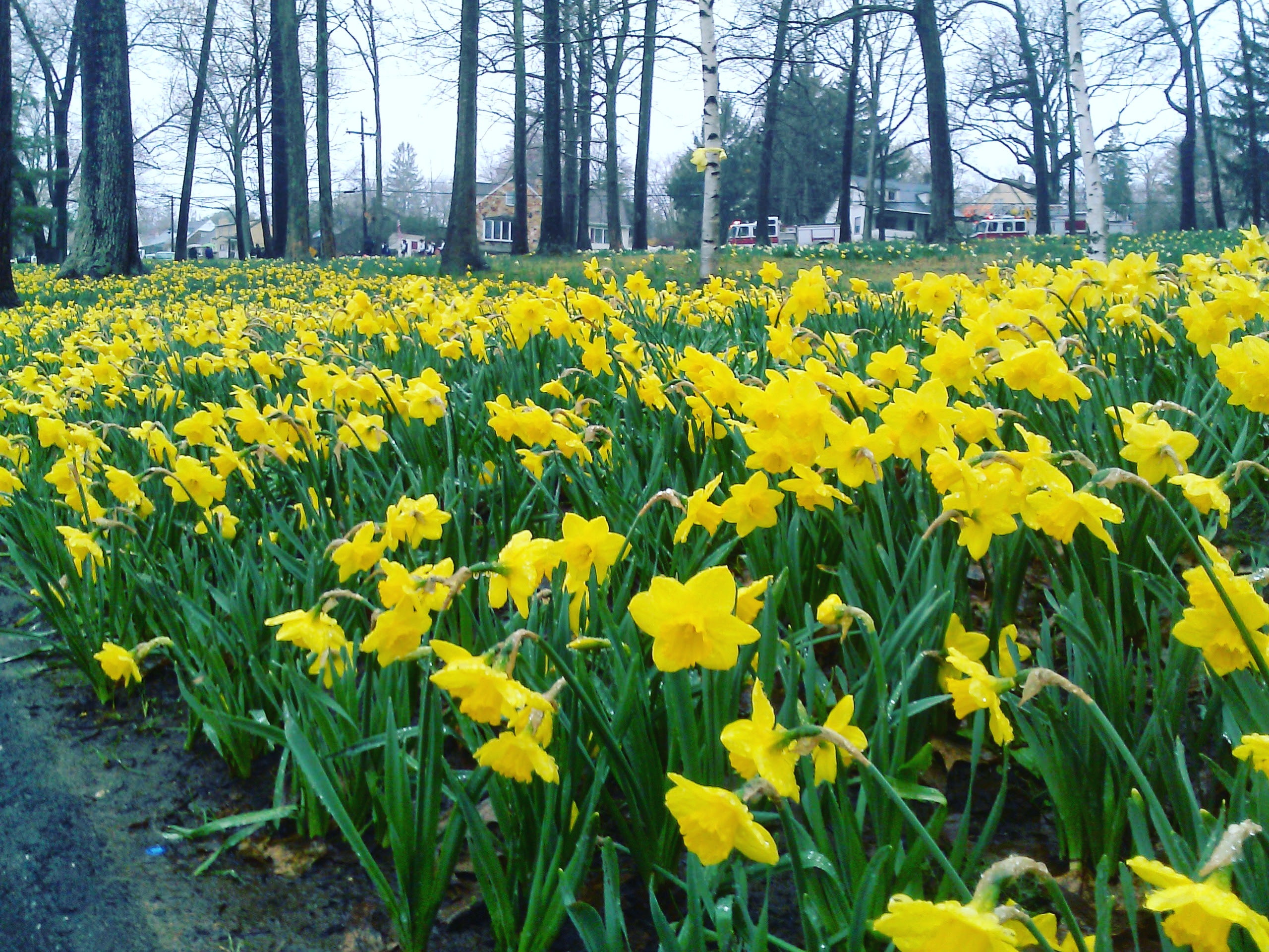 Local Guides Connect Happy Spring! Meriden Daffodil Festival coming