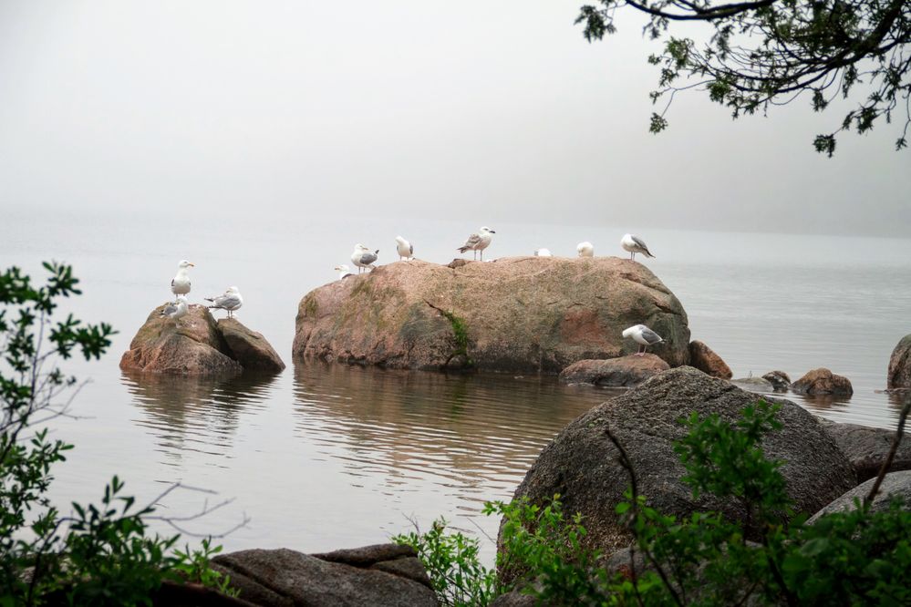 Seagulls at a lake