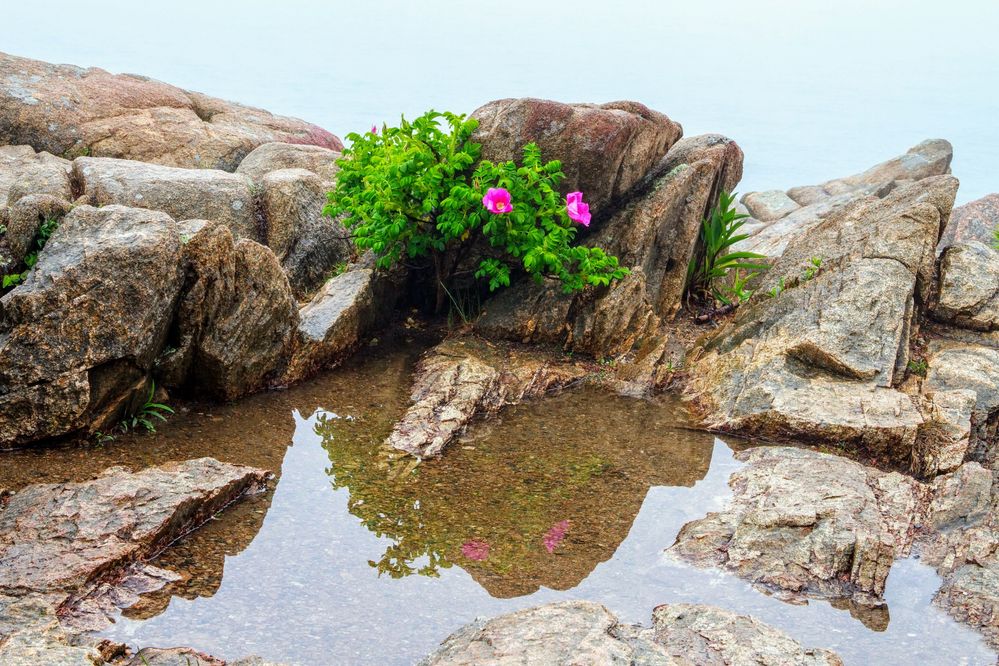 Flowers in the crack of the rocks