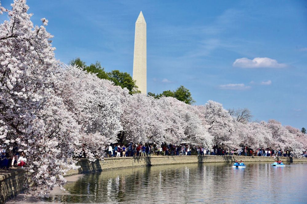 Local Guides Connect Cherry Blossom Festival DC Local Guides Connect