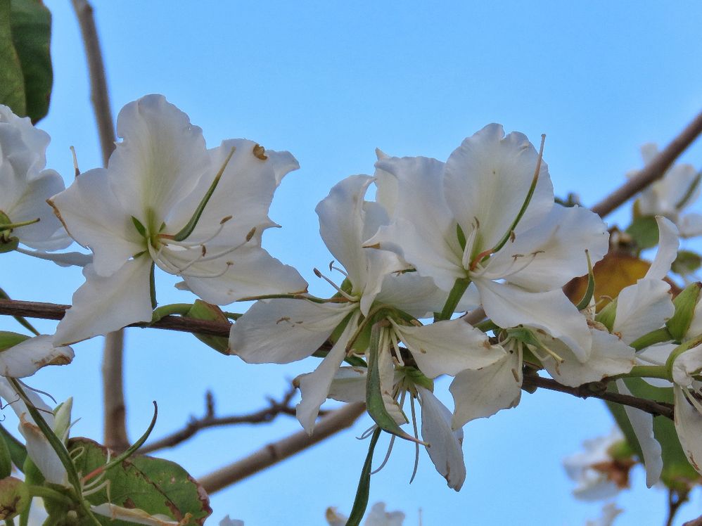 Local Guides Connect Blossoming Orchid Trees Local Guides Connect