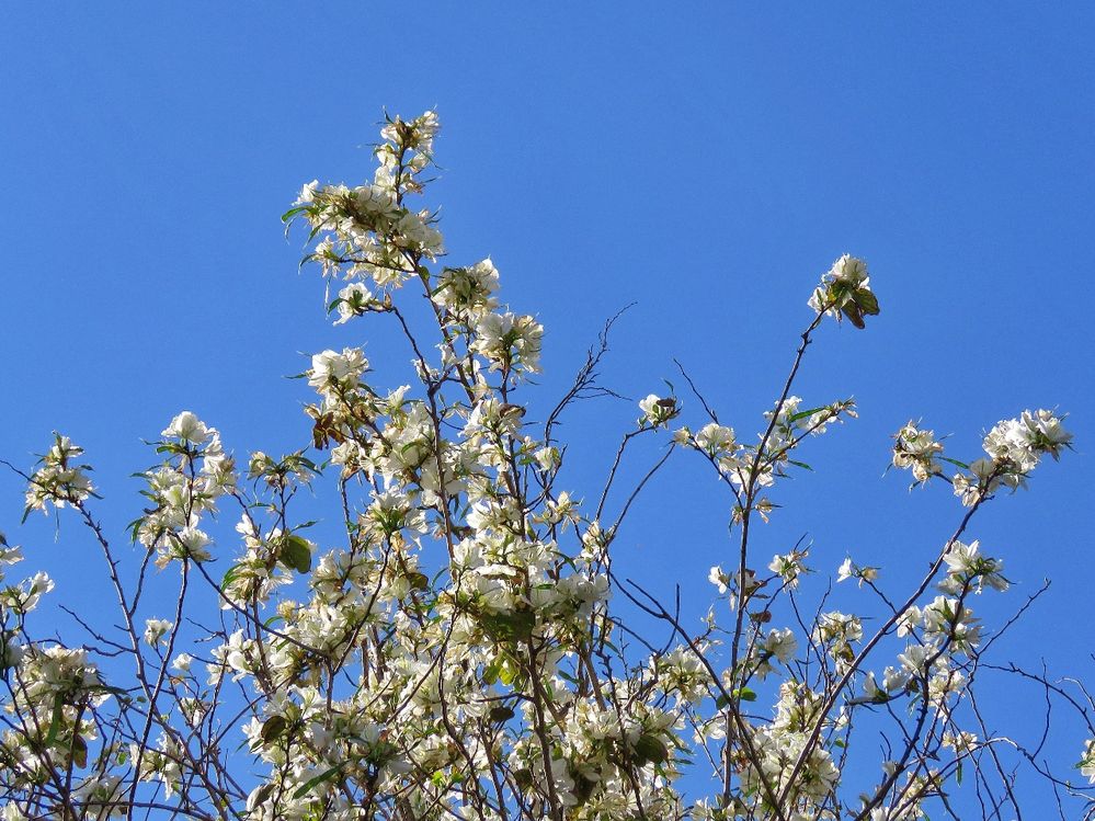 Local Guides Connect Blossoming Orchid Trees Local Guides Connect