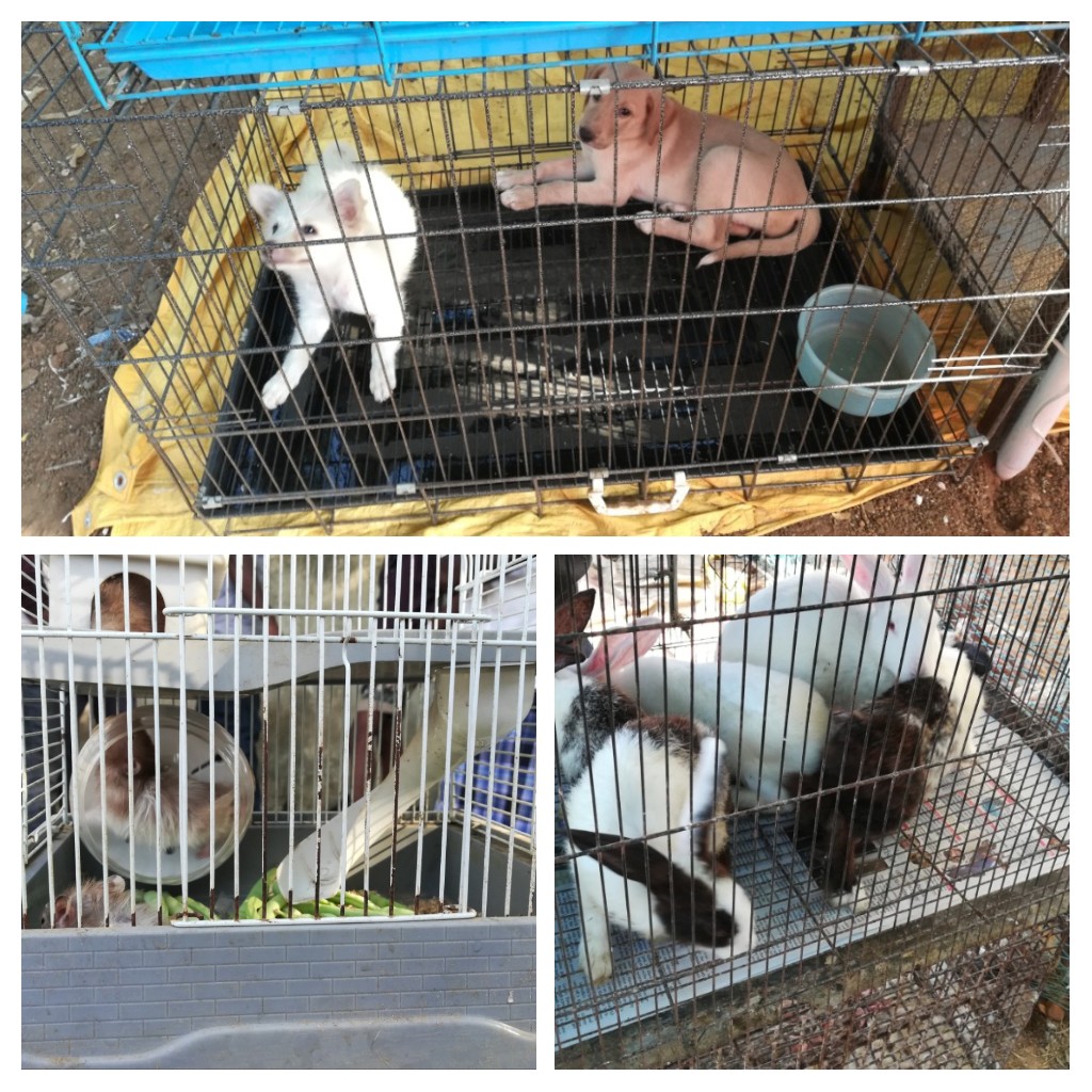 Pallavaram hot sale pet market