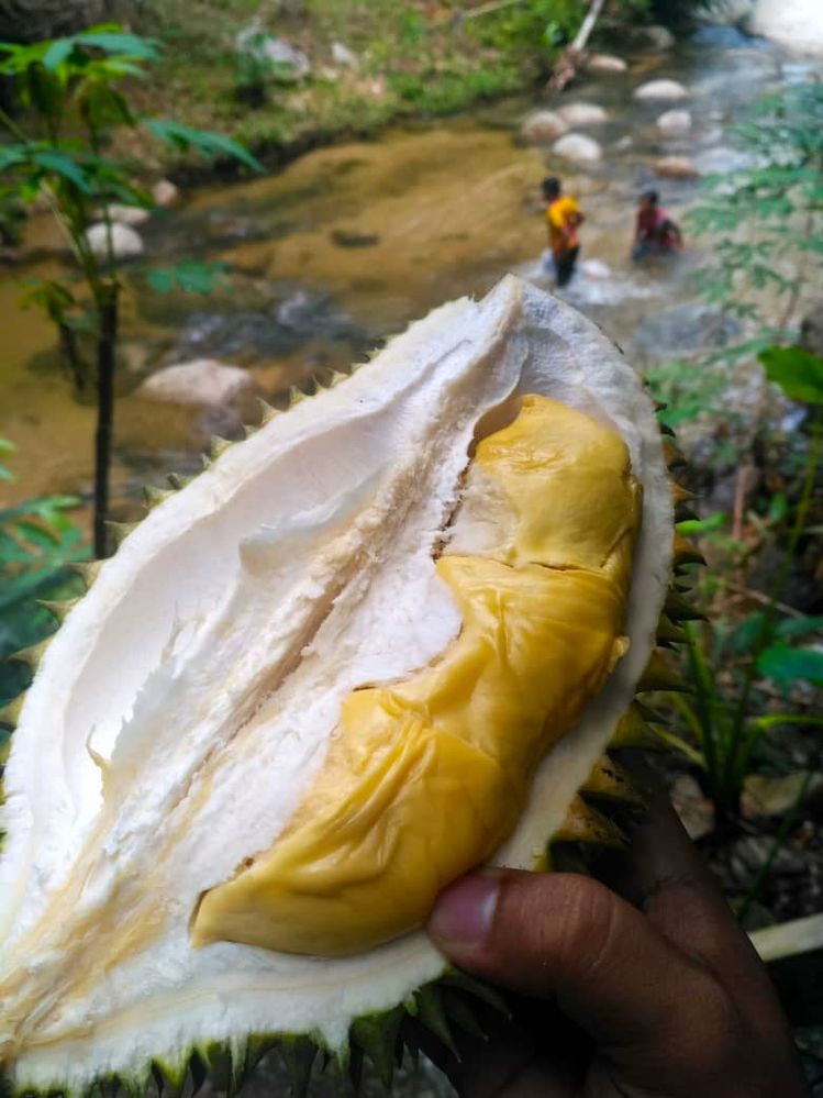 Local Guides Connect Re Misi Mencari Durian Baru Kurau Perak Local Guides Connect