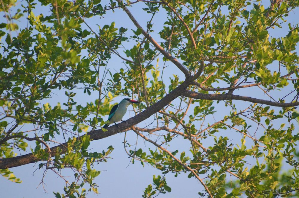Brown-hooded Kingfisher inside Kruger National Park (Local Guides @TheLifesWay)
