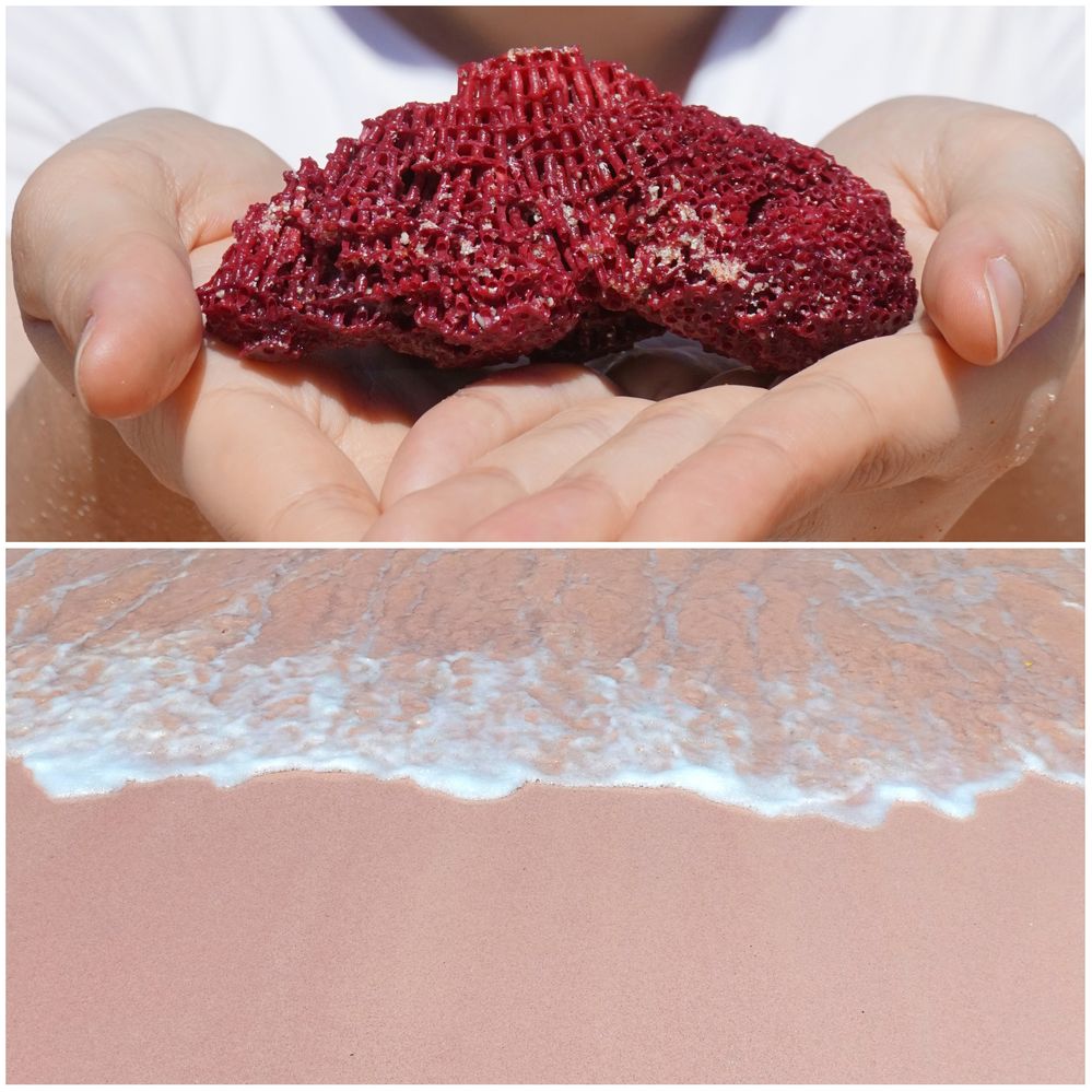 A collage of two photos showing the dead red coral and pink-colored sand on Komodo Island.
