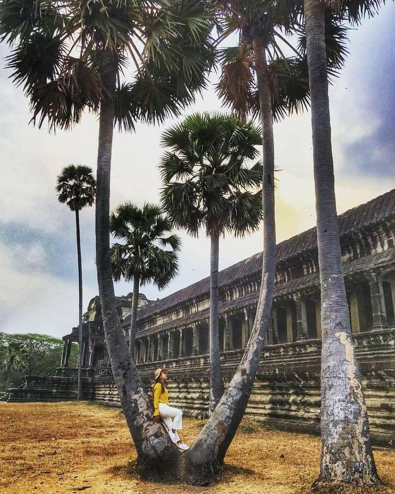 Palm trees at Angkor Wat